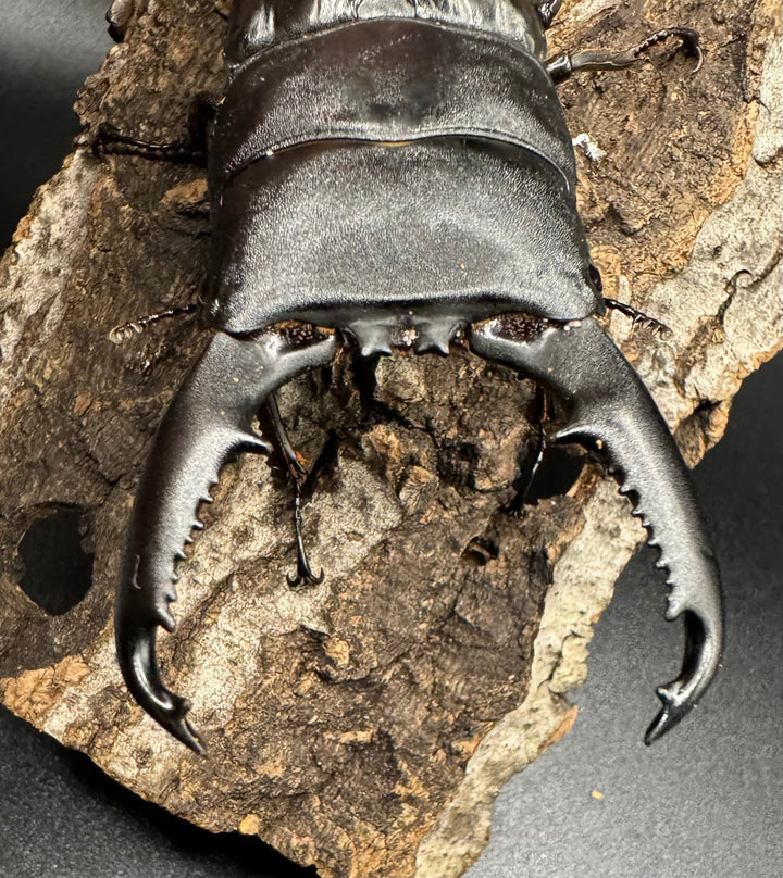 【WD】大型《ミンダナオヒラタ 91.5mmUP ペア》