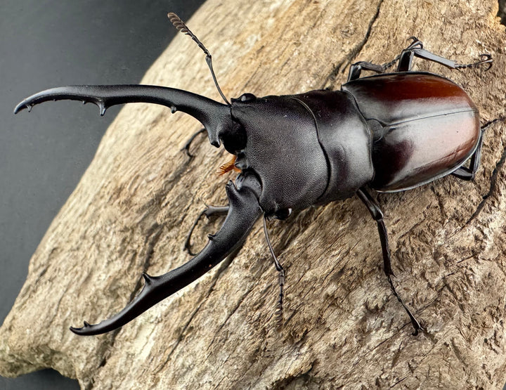 【WD】《ツカモトフタマタ 75mm ペア》