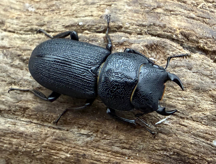 【WD】《ドルクス zhouchaoi（メンシウス ssp.） 21mm ペア》
