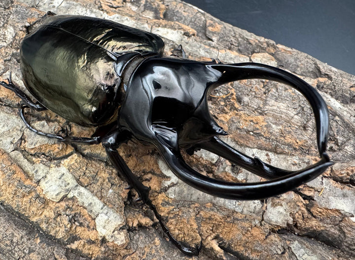 【WF1】《タイリクコーカサスオオカブト ペア》