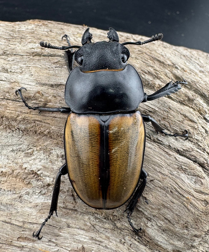 【WD】《カステルナウディツヤ 81.5mm ペア》