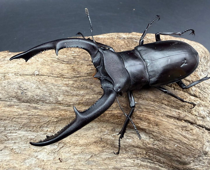 【WD】《マンディブラリスフタマタクワガタ 91.5mm ペア》