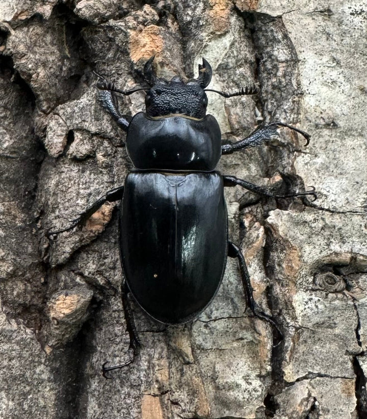 【WD】《パリーミヤマクワガタ 36mm ペア》