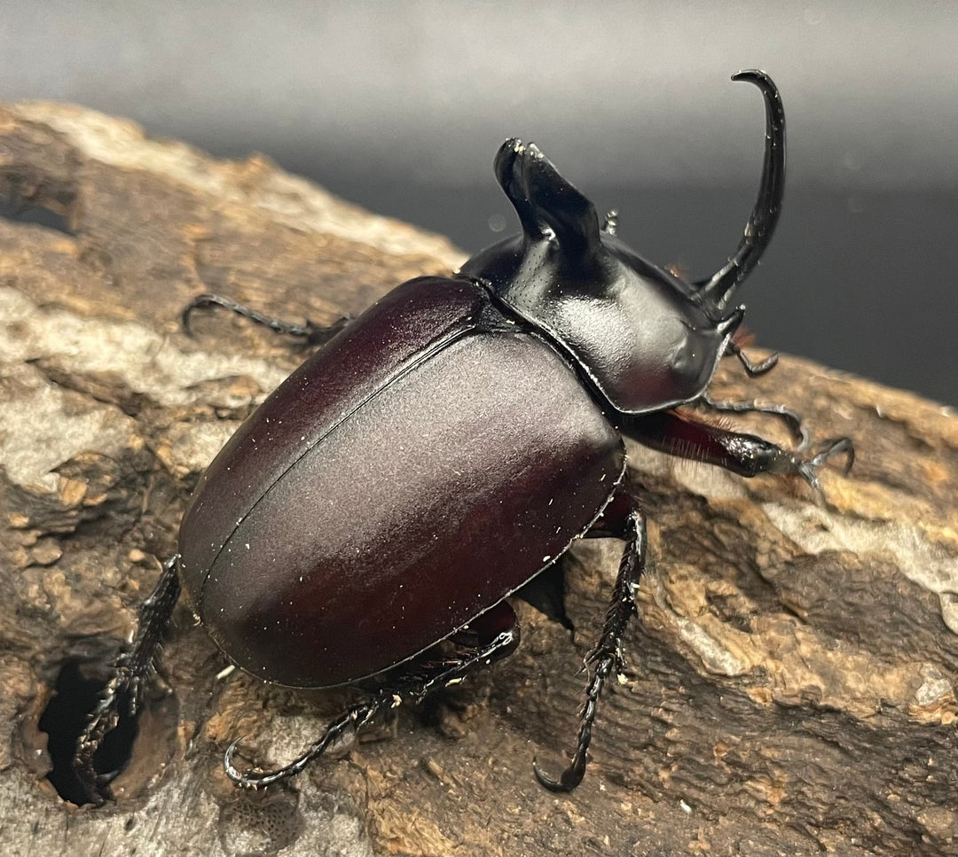 【WD】《ビルマニクス ゴホンツノ ペア》