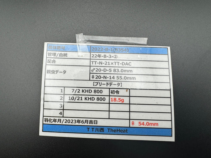 《オオクワガタ TT川西血統 54mm ♀単》ヒート氏ブリード個体