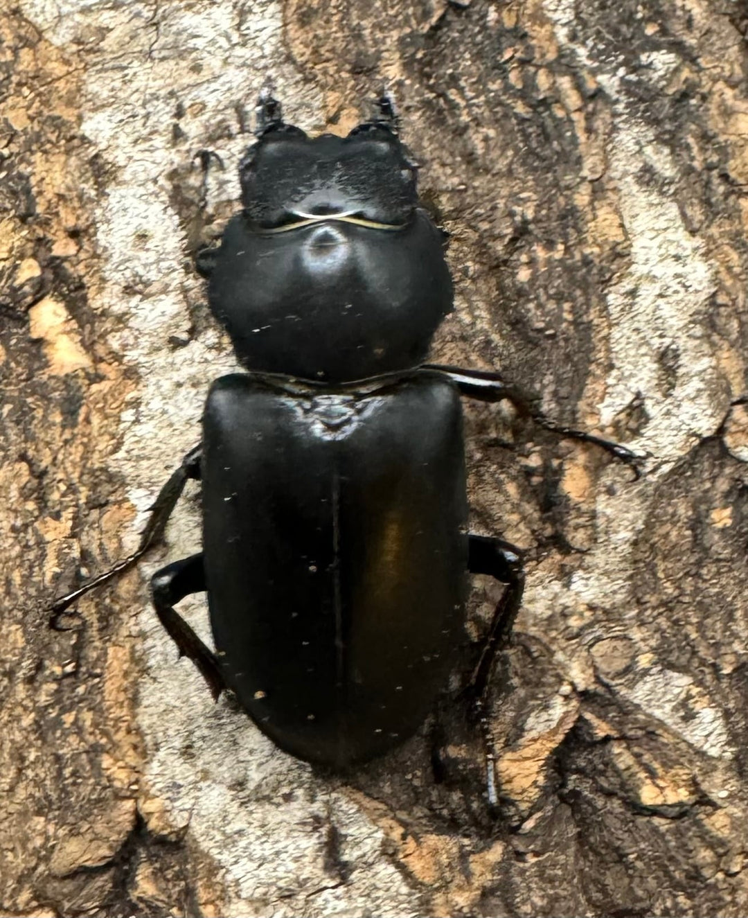 【WD】《ブラナウンコクワ 碧羅雪山産 61mm ペア》