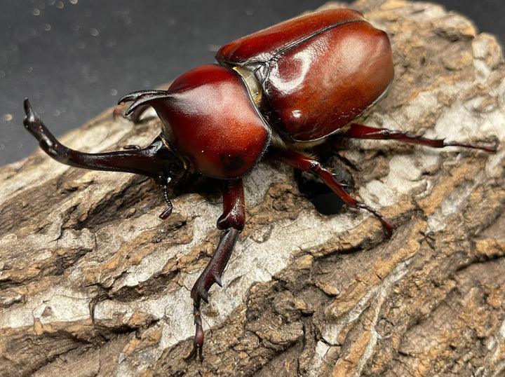 《ヤマトカブトムシ ペア》③