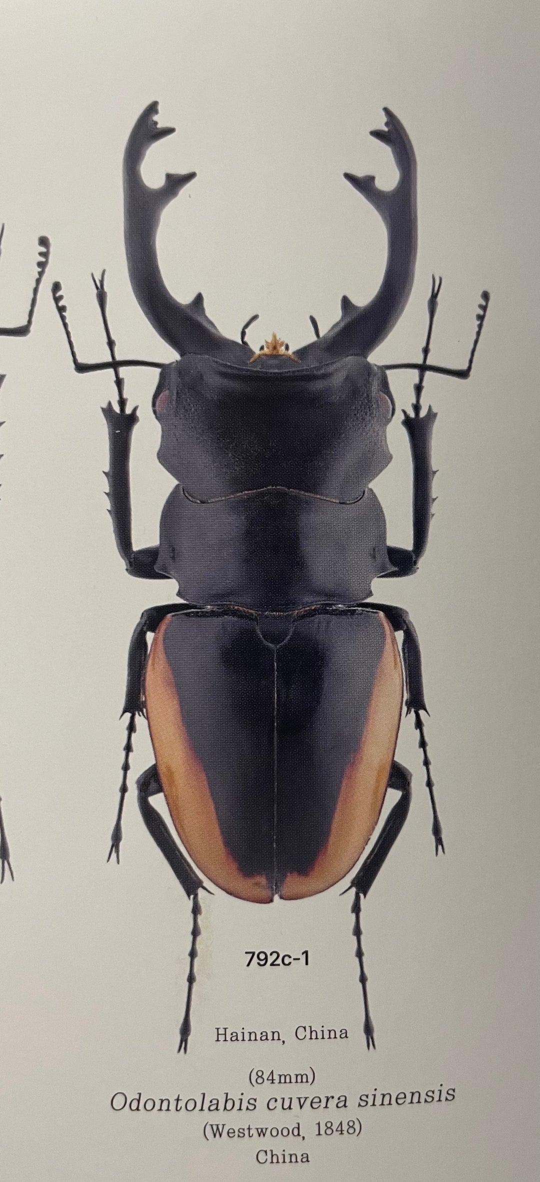 【WD】《クベラツヤクワガタ亜種sinensis ♀単 B品》