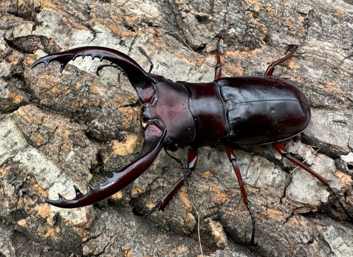 《フォルスターフタマタ亜種ニシ 72mm ♂♀♀トリオ》