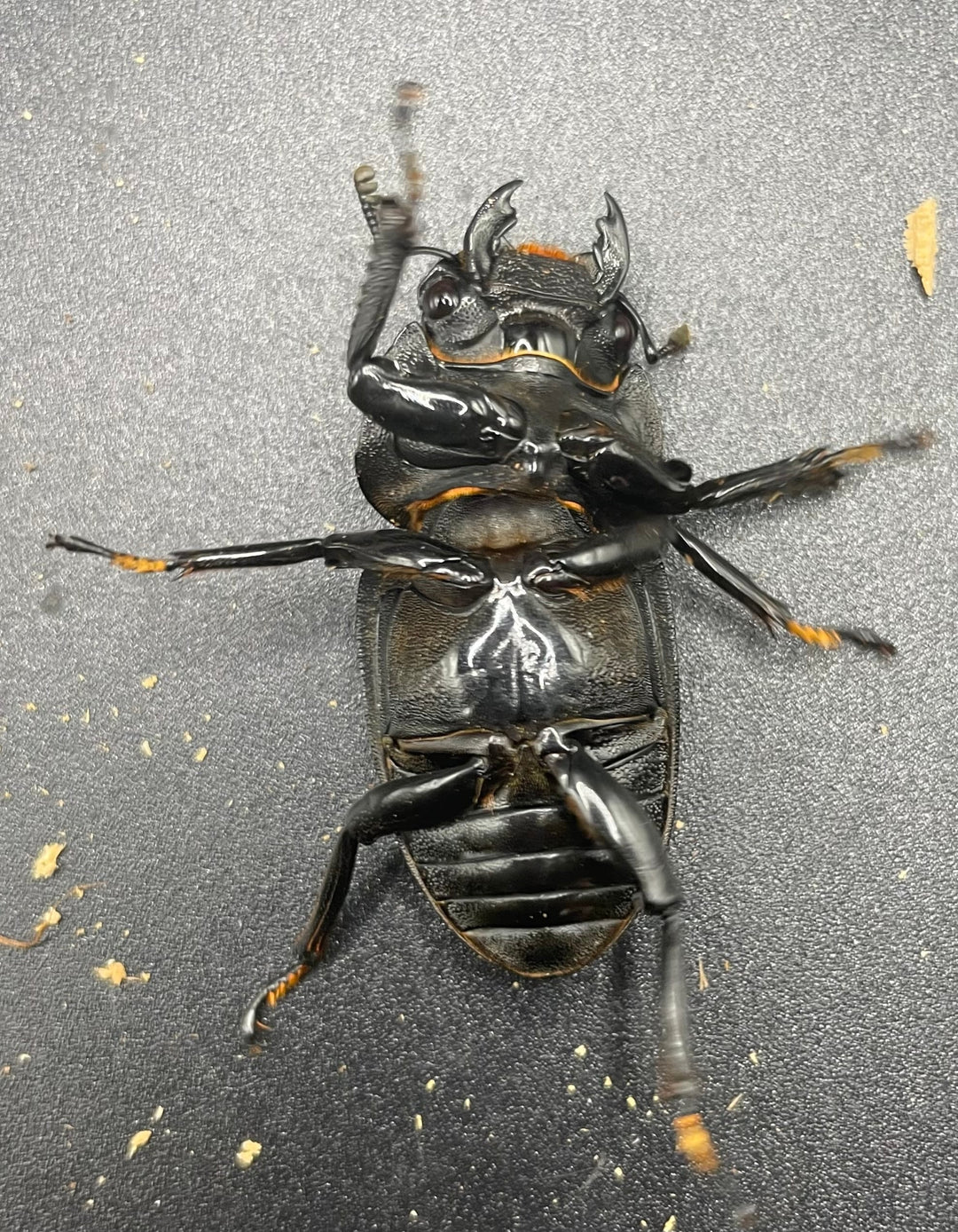 《ホペイオオクワガタ OMG血統 73mm ペア B品》