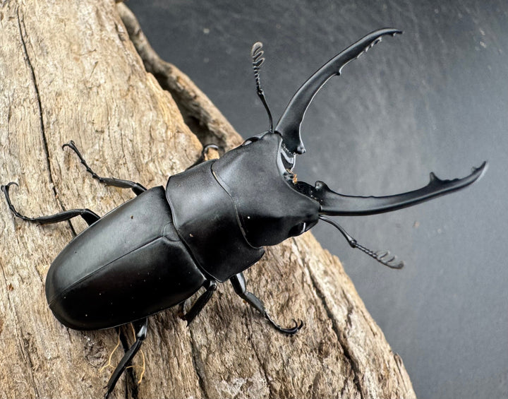 【WD】《ポレクトゥスノコギリクワガタ 海南省産 49.5mm ペア》