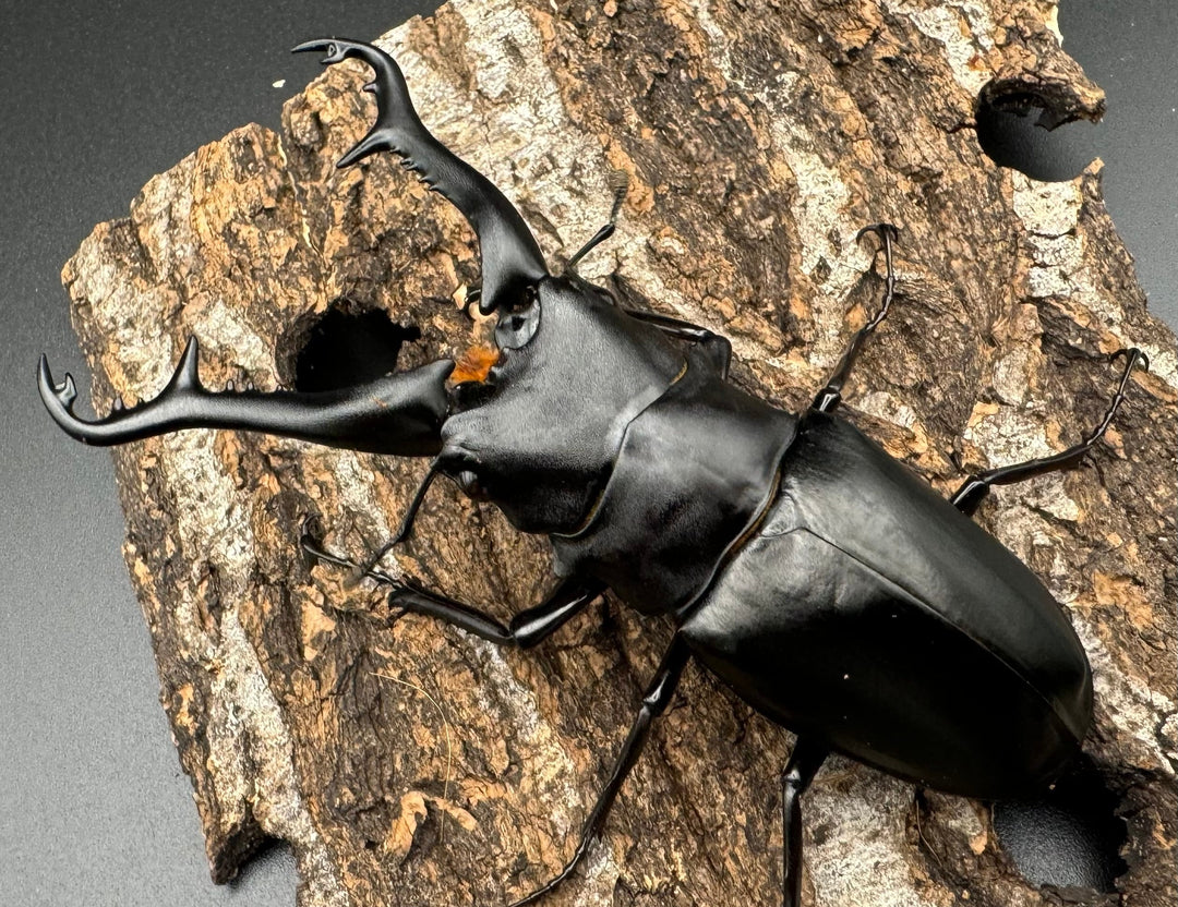 【WD】《ギラファノコギリ亜種ニシヤマイ 92mm ペア》