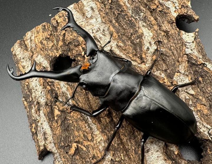 【WD】《ギラファノコギリ亜種ニシヤマイ 92mm ペア》