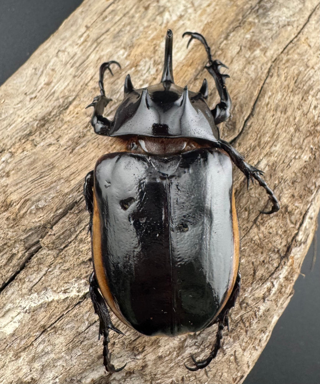 《ハードウィッケイゴホンツノカブト 61mm ペア》