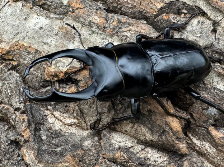 【WD】《ネパレンシス ssp. チベット産 58.5mm ♂♀♀トリオ》