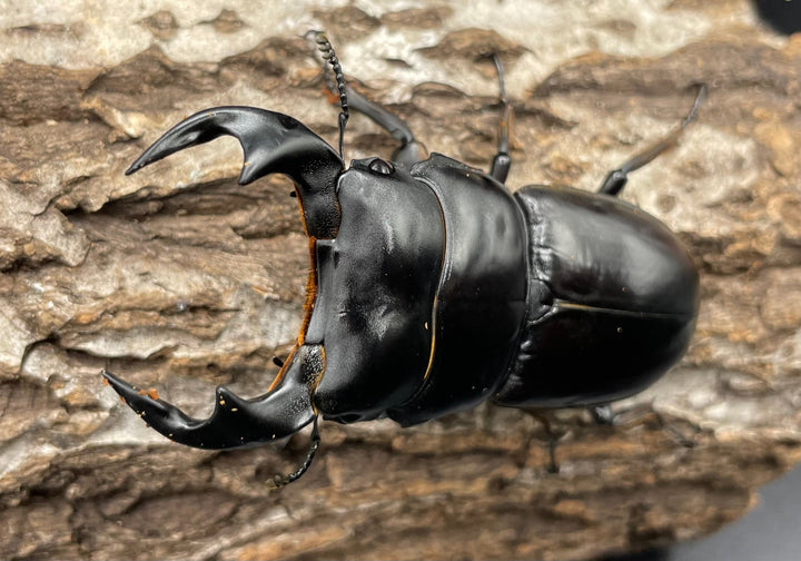 《マレーアンタエウスオオクワ 72.5mm ペア》