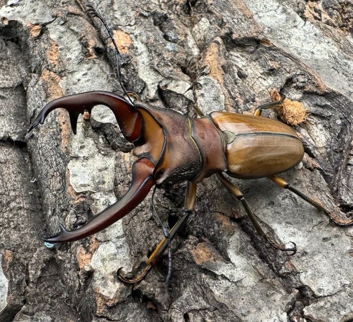 【WD】大歯《アラガールホソアカ 65mm ペア》