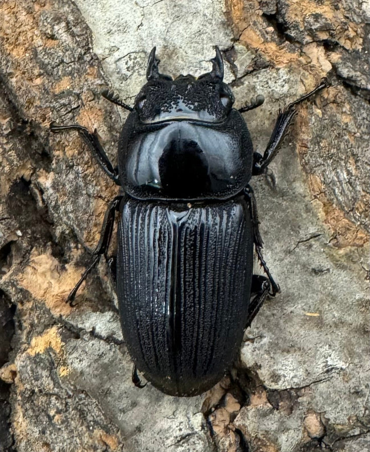 【WD】《ミンダナオパリーオオクワ  56mm ペア》