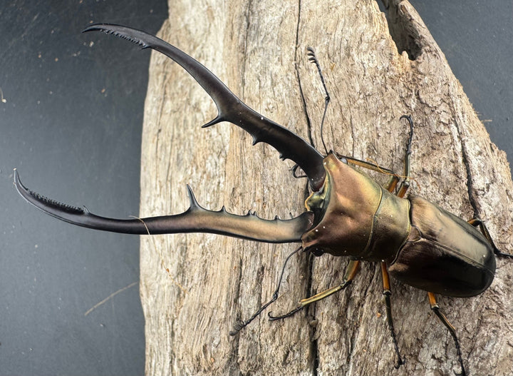 【WD】《メタリフェルホソアカ亜種finae 91mm ペア》