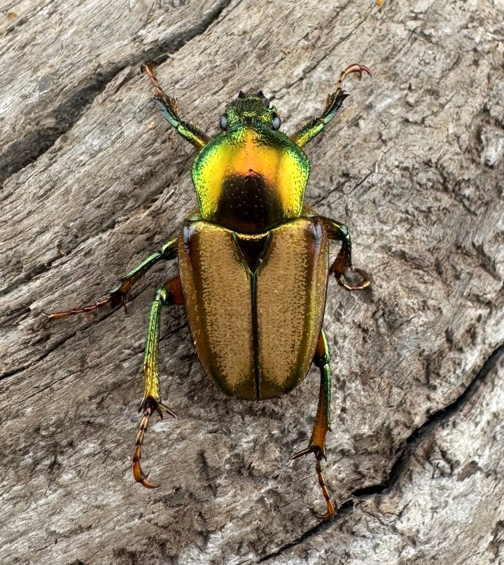 【WD】《モーニッケヒメカブトハナムグリ カシブ産 Free ペア》②