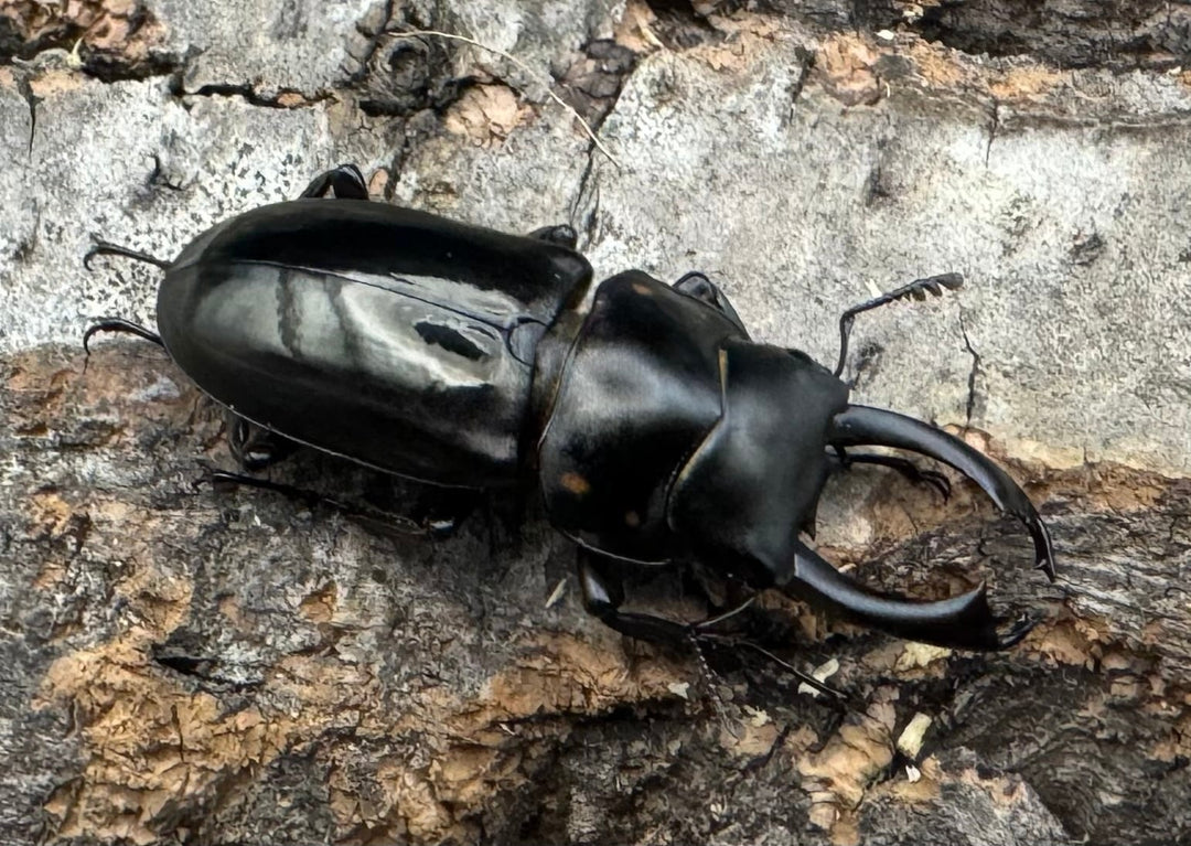 【WF2】《フルボノタトゥスコクワ 31mm ペア》Moro氏ブリード個体