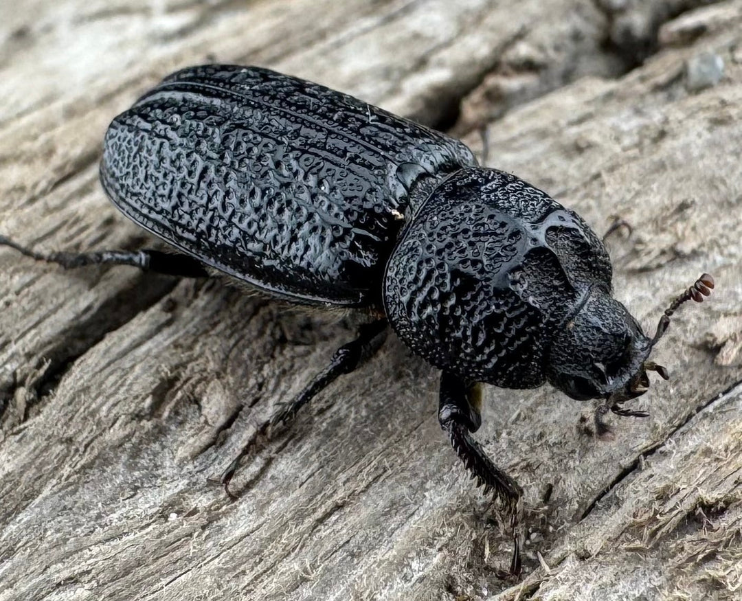 【WD】《ウンナンイッカククワガタ Free ♂♀♀トリオ》①