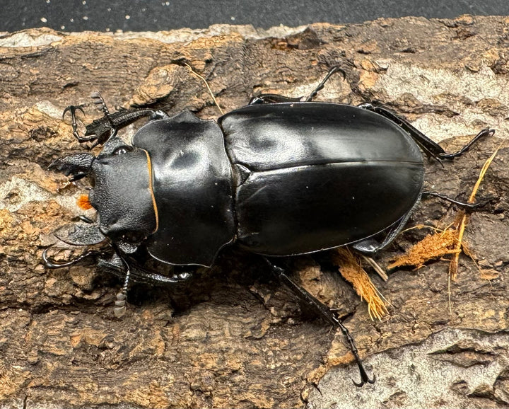 【WD】《アルケスツヤクワガタ 71mm ペア》