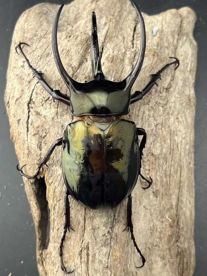 【WD】《ミンダナオアトラスオオカブト マラグサン産 90mm ペア》