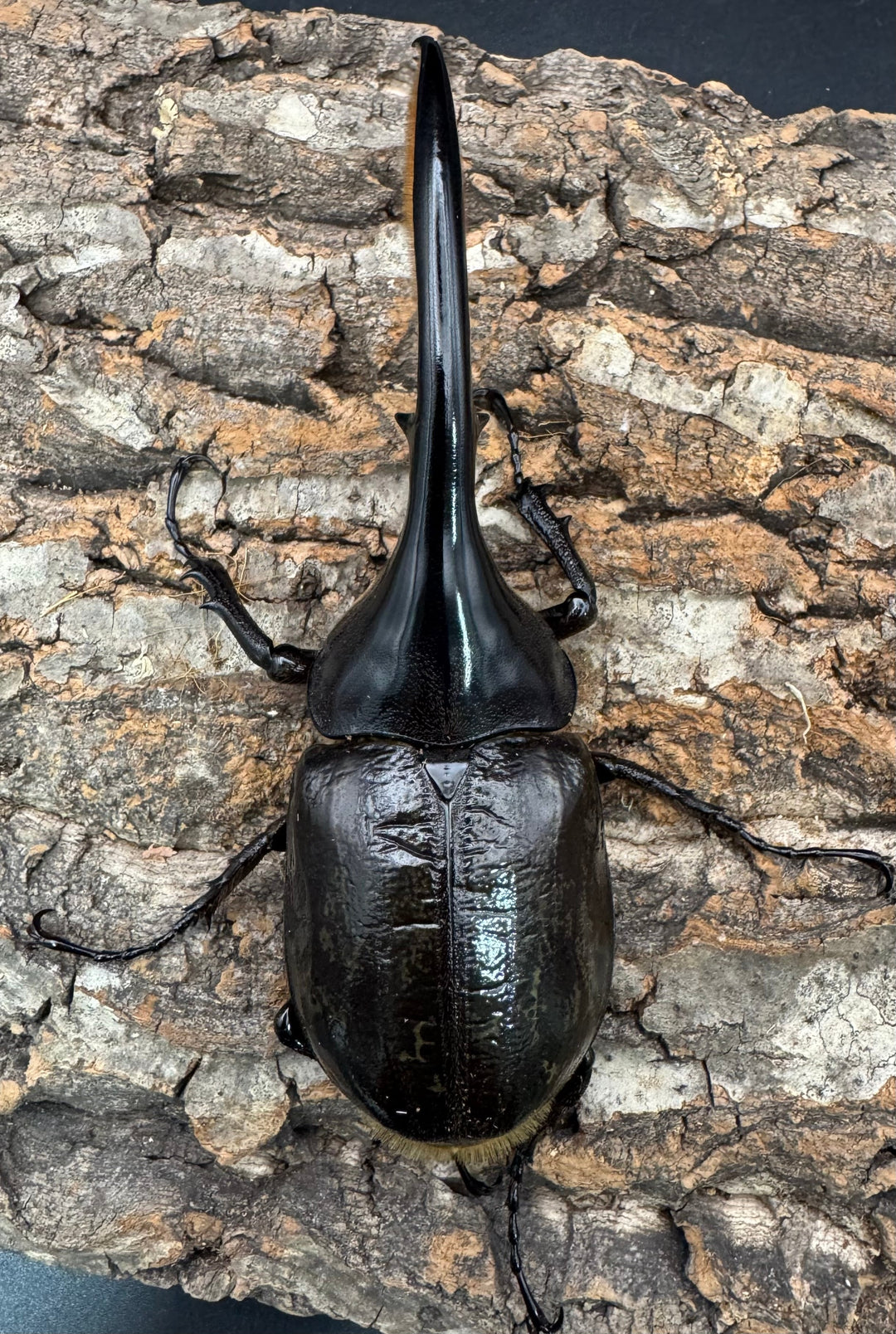 《ヘラクレス・ヘラクレス 125mm ペア》