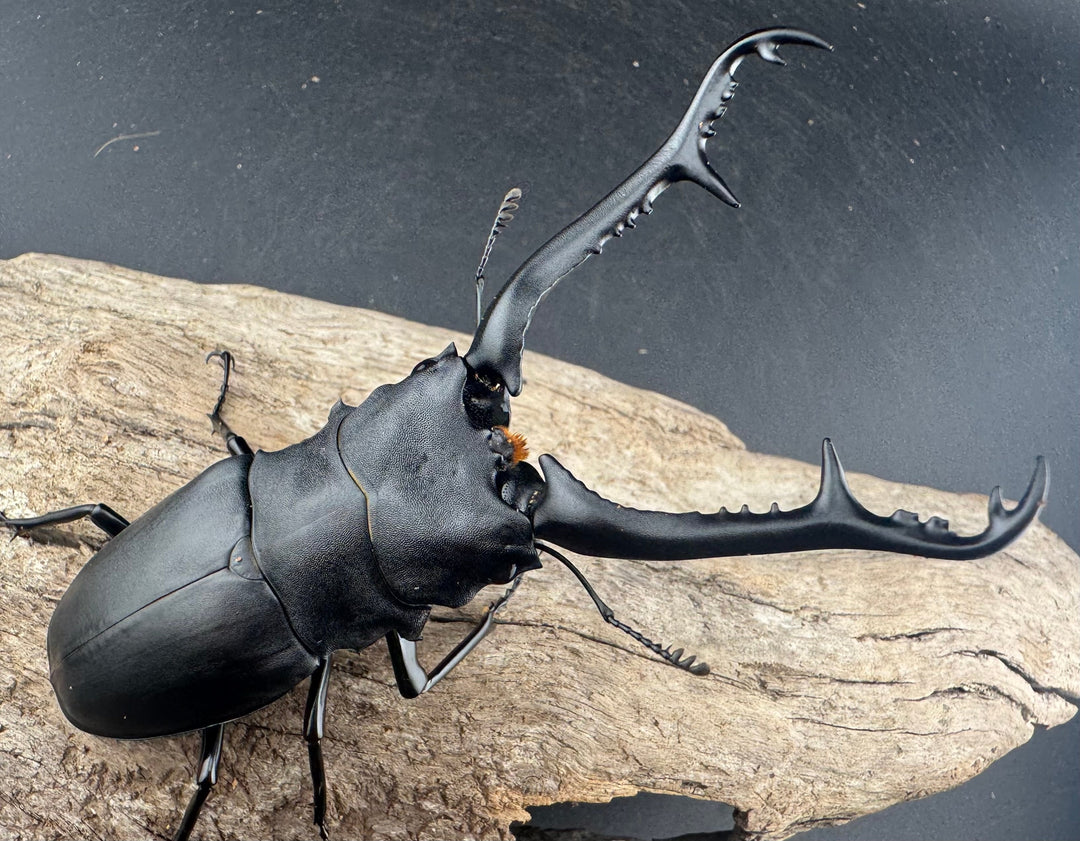 【WD】大型《 ギラファノコギリ亜種ケイスケ 106.5mm ペア》