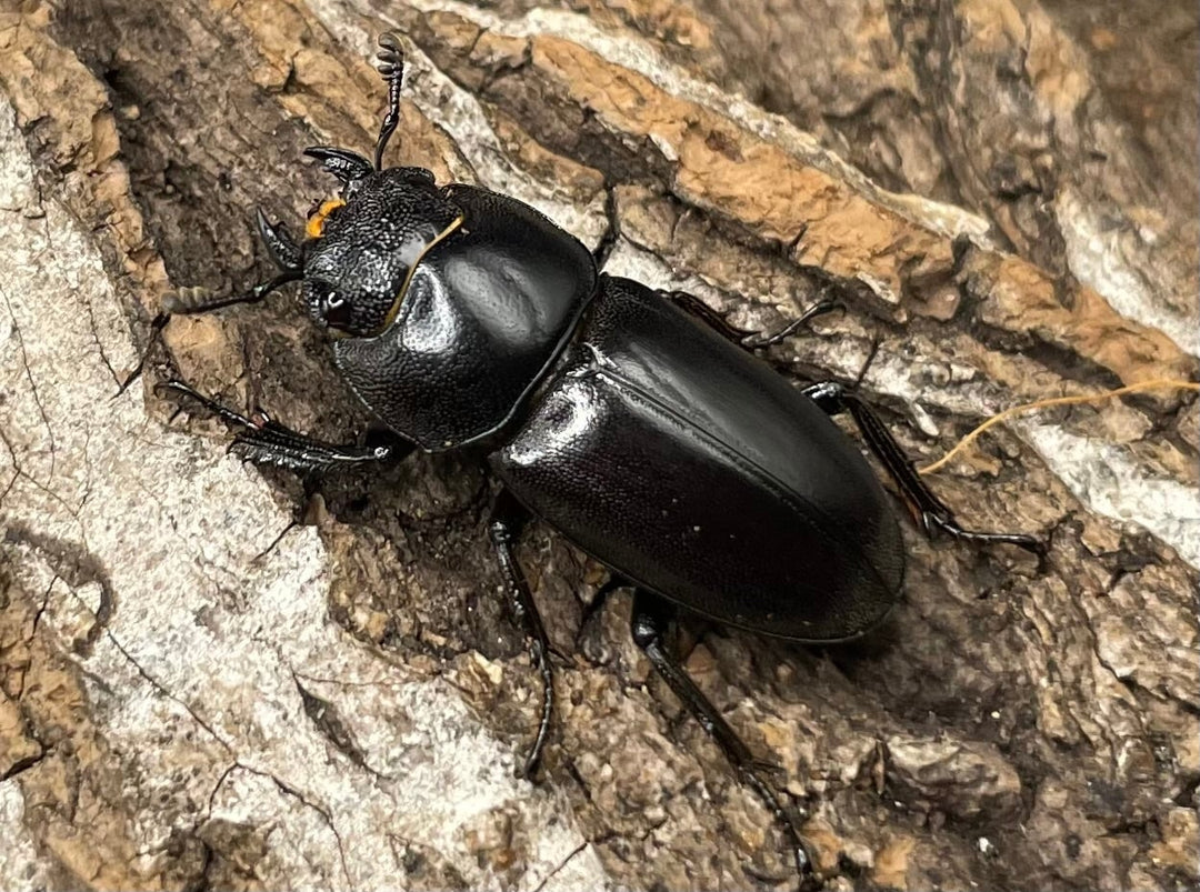 【WD】《グラキリスノコギリヒラタクワガタ 47.5mm ペア》