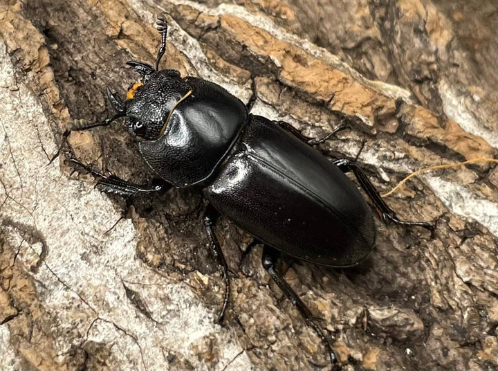 【WD】《グラキリスノコギリヒラタクワガタ 47.5mm ペア》