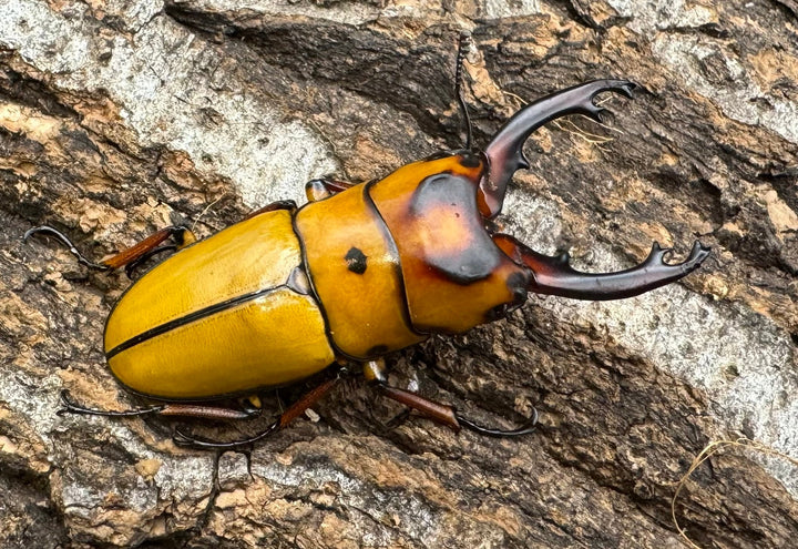 【WD】《ミンダナオ産オキピタリスノコギリ 44.5mm ペア》