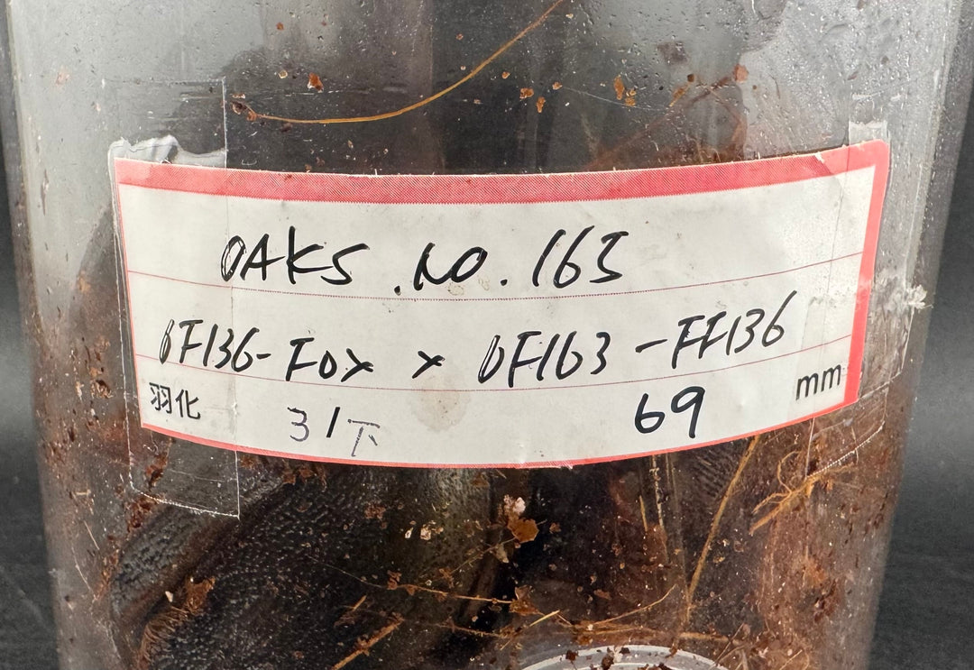 即ブリ《ヘラクレス・ヘラクレス 優良血統 149mm ペア》