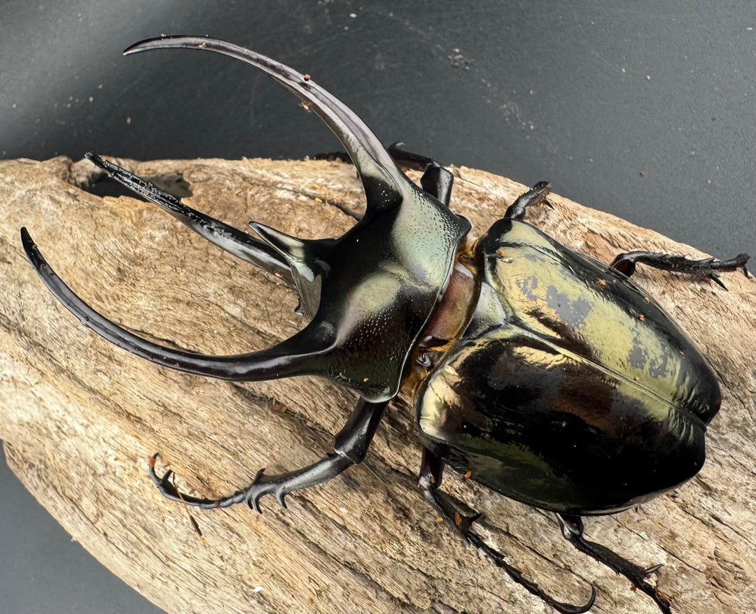 【WD】《ミンダナオアトラスオオカブト マラグサン産 95.5mm ペア》