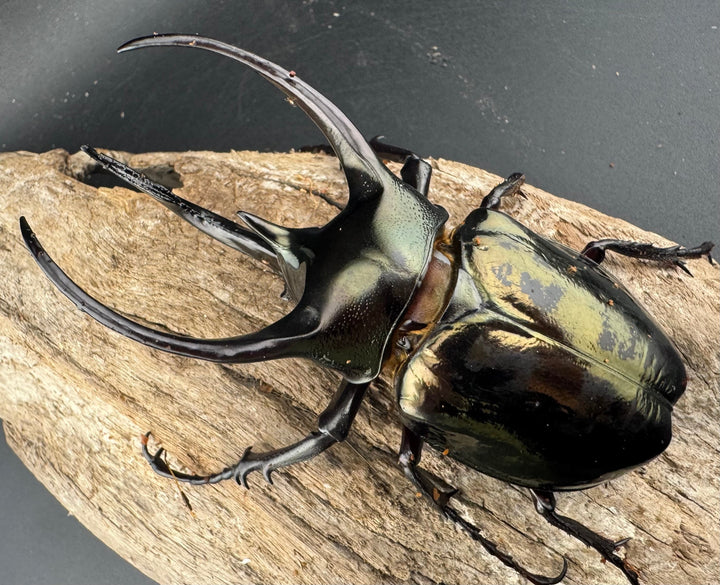 【WD】《ミンダナオアトラスオオカブト マラグサン産 95.5mm ペア》