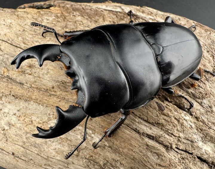 【WD】《アルキデスヒラタ ベンクール産 短歯 73mm ペア》