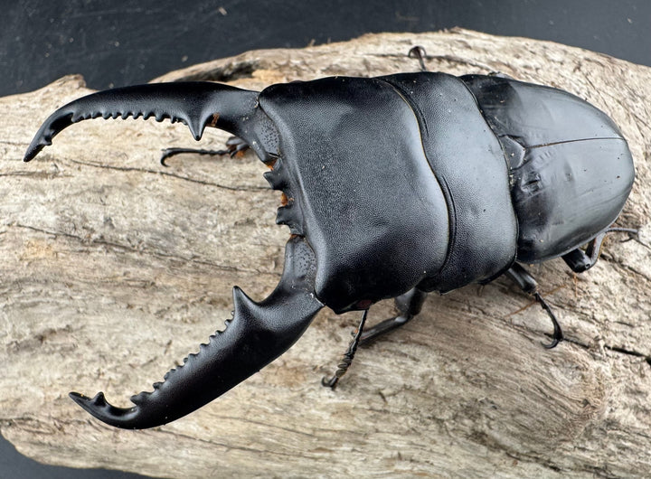 【赤目】《パラワンオオヒラタクワガタ レッドアイ 98mm ペア》