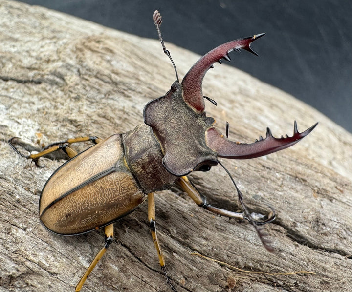 【WD】《デラバイミヤマクワガタ 39.5mm ペア》