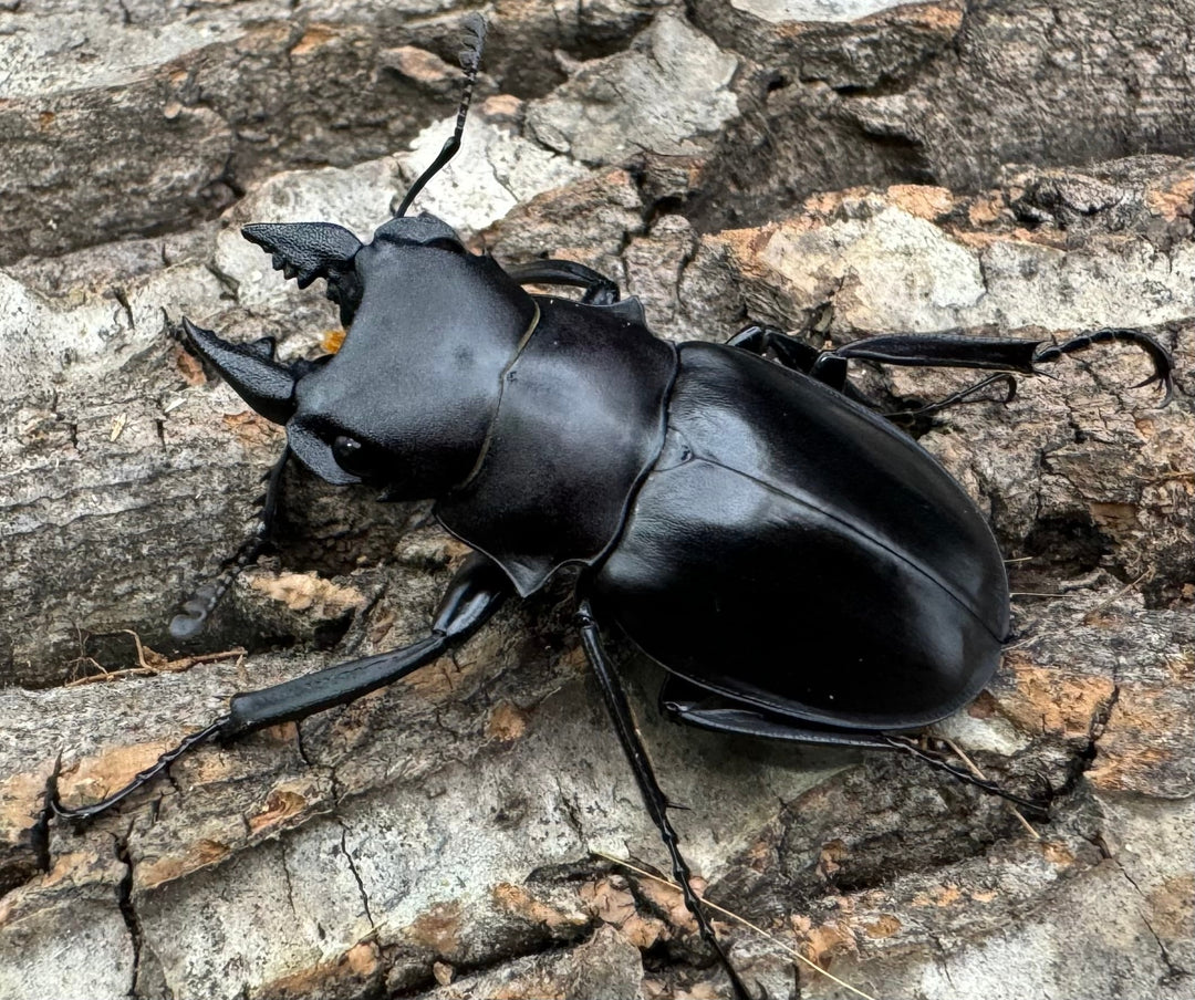 【WD】《カメラツヤクワガタ 42mm ペア》