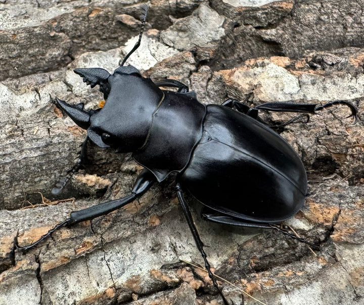 【WD】《カメラツヤクワガタ 42mm ペア》