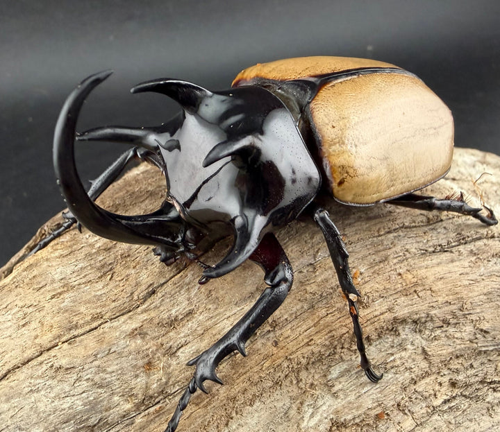 【WD】《ゴホンツノカブト原名亜種 タイ産 76mm ペア》