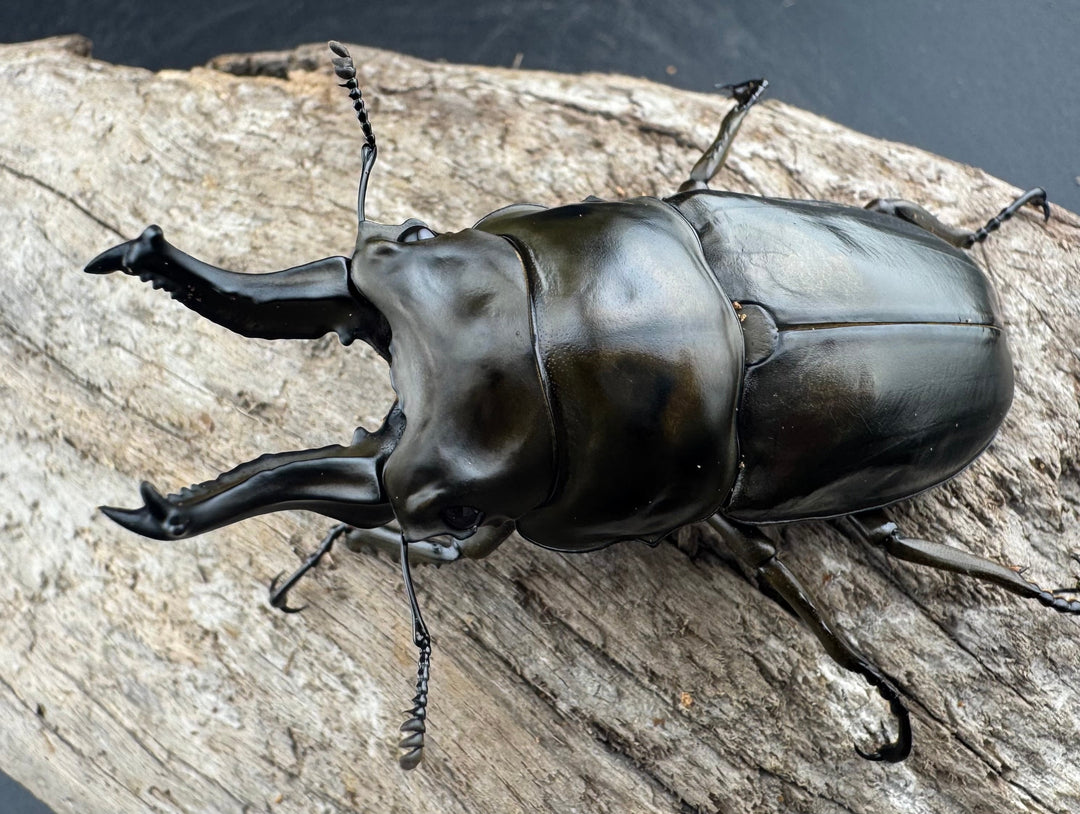 【F0】《ローゼンベルグオウゴンオニクワガタ 71.5mm ペア》