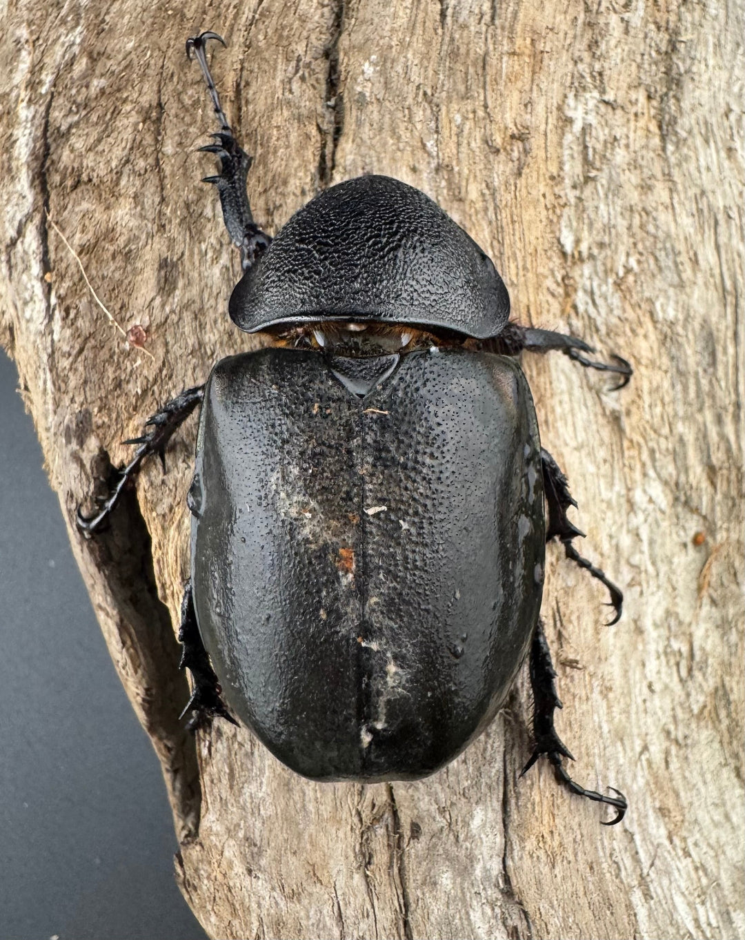 【WD】《ミンダナオアトラスオオカブト マラグサン産 94mm ペア》