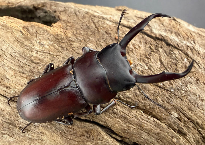 《ミシマコクワガタ 硫黄島産 40mm ♂♀♀トリオ》