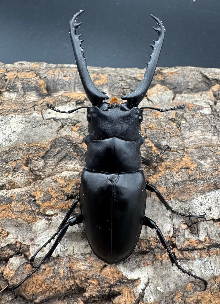 即ブリ《ギラファノコギリ亜種ケイスケ 80mm ペア》