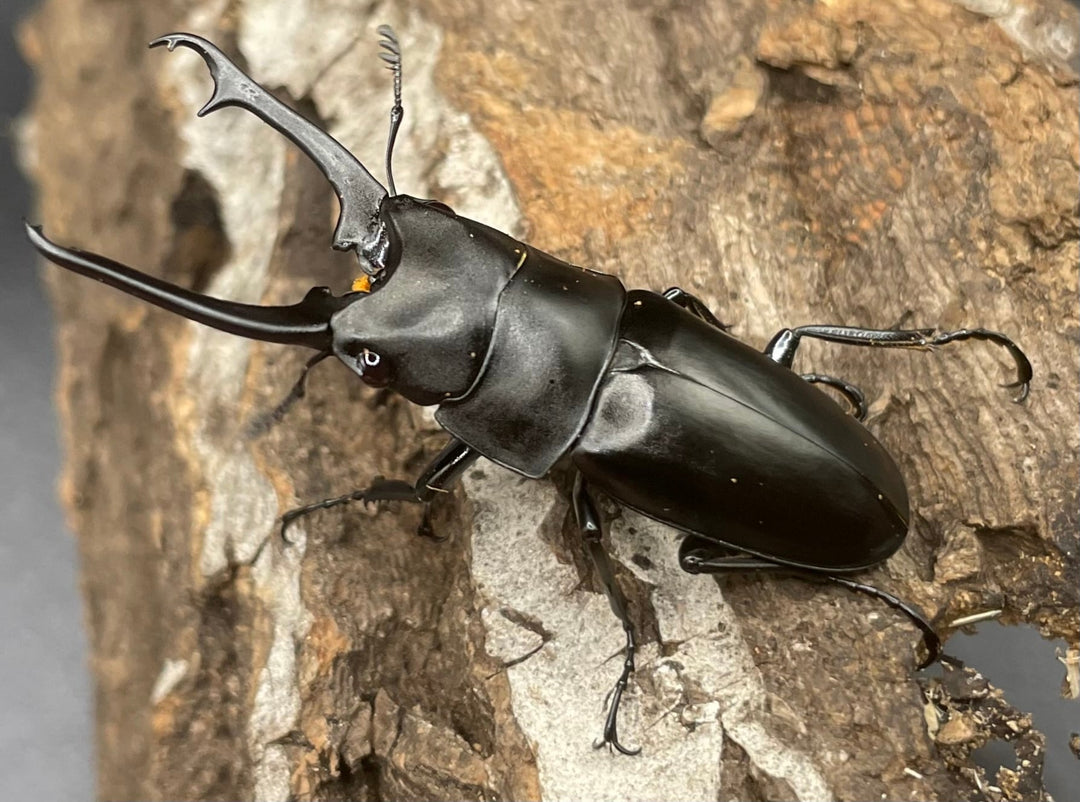 【WD】貴重種《ポレクトゥスノコギリクワガタ 47.5mmUP ペア B品》