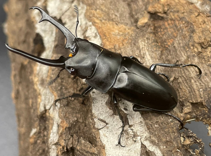 【WD】貴重種《ポレクトゥスノコギリクワガタ 47.5mmUP ペア B品》