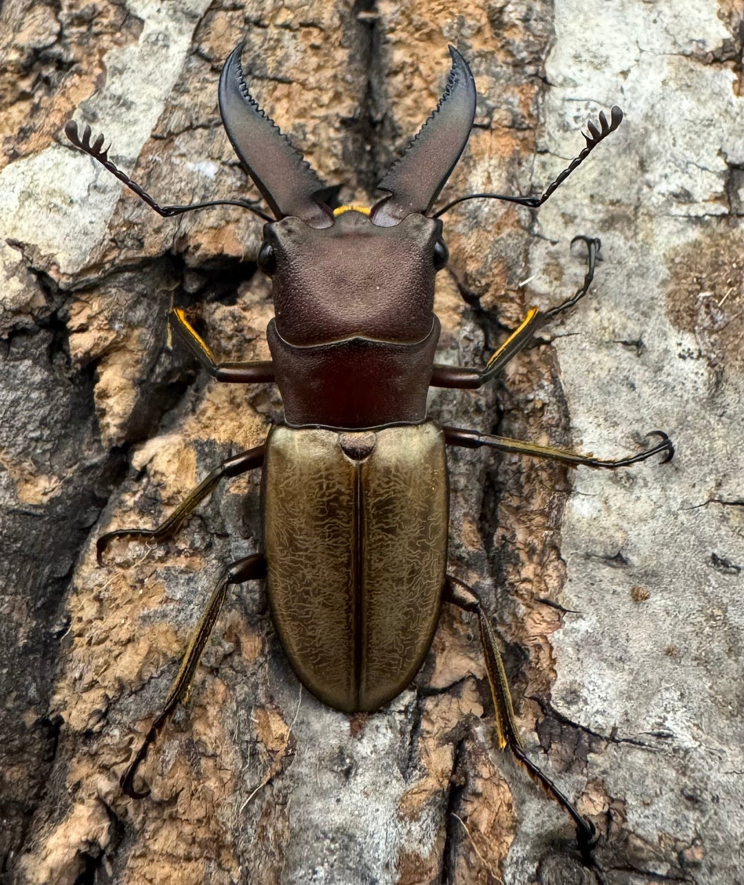 【WD】《モンタネルスホソアカクワガタ 37.5mm ペア》