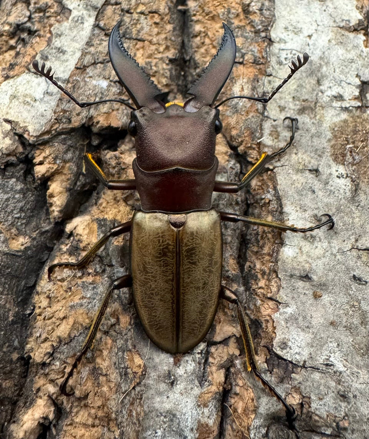 【WD】《モンタネルスホソアカクワガタ 37.5mm ペア》